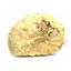 Ammonite Acanthoceras Split Polished Fossil Texas 96 MYO w/label  #16240 67o