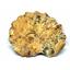 Ammonite Acanthoceras Split Polished Fossil Texas 96 MYO w/label  #16244 26o