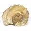Ammonite Acanthoceras Split Polished Fossil Texas 96 MYO w/label  #16245 43o