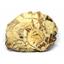 Ammonite Acanthoceras Split Polished Fossil Texas 96 MYO w/label  #16246 36o