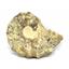 Ammonite Acanthoceras Split Polished Fossil Texas 96 MYO w/label  #16247 20o