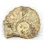 Ammonite Acanthoceras Split Polished Fossil Texas 96 MYO w/label  #16249 39o