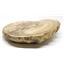 Ammonite Acanthoceras Split Polished Fossil Texas 96 MYO w/label  #16249 39o