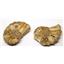 Ammonite Acanthoceras Split Polished Fossil Texas 96 MYO w/label  #16251 12o