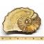 Ammonite Acanthoceras Split Polished Fossil Texas 96 MYO w/label  #16253 42o