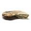 Ammonite Acanthoceras Split Polished Fossil Texas 96 MYO w/label  #16254 29o