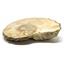 Ammonite Acanthoceras Split Polished Fossil Texas 96 MYO w/label  #16255 31o