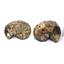 Ammonite Hoploscaphites Split Polished Fossil Montana 100 MYO w/label #16281 18o