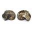 Ammonite Hoploscaphites Split Polished Fossil Montana 100 MYO w/label #16282 12o