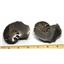 Ammonite Hoploscaphites Split Polished Fossil Montana 100 MYO w/label #16282 12o