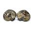 Ammonite Hoploscaphites Split Polished Fossil Montana 100 MYO w/label #16288 21o