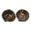 Ammonite Hoploscaphites Split Polished Fossil Montana 100 MYO w/label #16289 18o
