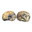 Ammonite Hoploscaphites Split Polished Fossil Montana 100 MYO w/label #16290 22o