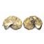 Ammonite Hoploscaphites Split Polished Fossil Montana 100 MYO w/label #16292 17o
