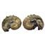 Ammonite Hoploscaphites Split Polished Fossil Montana 100 MYO w/label #16294 30o