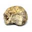 Ammonite Hoploscaphites Split Polished Fossil Montana 100 MYO w/label #16299 17o