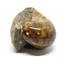 Ammonite Cadoceras Fossil #16304