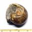 Ammonite Cadoceras Fossil #16304