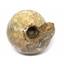 Ammonite Cadoceras Fossil #16308