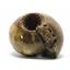Ammonite Cadoceras Fossil #16309