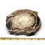 Petrified Wood from Washington USA Fossil #16398 31o