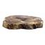 Petrified Wood from Washington USA Fossil #16401 21o