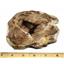 Petrified Wood from Washington USA Fossil #16401 21o