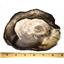 Petrified Wood from Washington USA Fossil #16407 27o