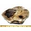 Petrified Wood from Washington USA Fossil #16408 29o