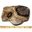 Petrified Wood from Washington USA Fossil #16410 26o