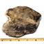 Petrified Wood from Washington USA Fossil #16416 17o