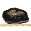 Petrified Wood from Washington USA Fossil #16417 13o