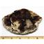 Petrified Wood from Washington USA Fossil #16421 16o