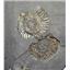 Dactylioceras Ammonite Fossil 180 MYO Germany #16493 13o