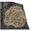 Dactylioceras Ammonite Fossil 180 MYO Germany #16501 16o