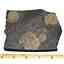 Dactylioceras Ammonite Fossil 180 MYO Germany #16501 16o
