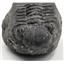 Drotops TRILOBITE Fossil Morocco 390 Mill Years old #16503 35o