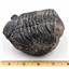 Drotops TRILOBITE Fossil Morocco 390 Mill Years old #16503 35o