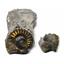Ammonite Fossil Pleuroceras (Pyritized) Jurassic 185 MYO #16520 11o