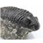 Drotops TRILOBITE Fossil Morocco 390 Mill Years old #16623 30o