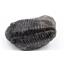 Drotops TRILOBITE Fossil Morocco 390 Mill Years old #16623 30o