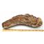 Vinctifer Fossil Fish 110 MYO Cretaceous Brazil #16625 100o