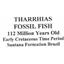 Tharrhias Fossil Fish 112 MYO Cretaceous Brazil #16626 147o