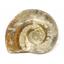 Brasilia Ammonite Fossil Jurassic 160 MYO Great Britain #16628 9o