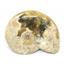 Brasilia Ammonite Fossil Jurassic 160 MYO Great Britain #16629 10o