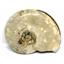 Brasilia Ammonite Fossil Jurassic 160 MYO Great Britain #16630 23o