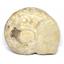 Brasilia Ammonite Fossil Jurassic 160 MYO Great Britain #16635 36o