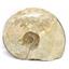 Brasilia Ammonite Fossil Jurassic 160 MYO Great Britain #16636 27o