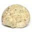 Brasilia Ammonite Fossil Jurassic 160 MYO Great Britain #16637 23o