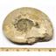 Brasilia Ammonite Fossil Jurassic 160 MYO Great Britain #16637 23o